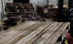Gemlik'te sağlıksız şartlarda istiflenmiş çok sayıda hayvan kafası bulundu