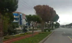 Muğla’da güvenlik ve estetik için kurumuş ağaçlar kaldırılıyor