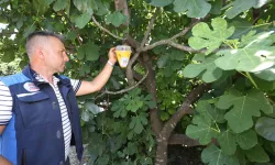 Muğla’da meyve sineği ile mücadelede feromon tuzaklar devrede!