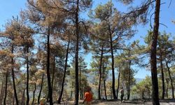 Taraklı’da yanan ormanlık alan yeniden hayat bulacak