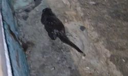 Tekirdağ’da Marmara Denizi kıyısında su samuru yavrusu görüntülendi