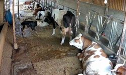 Zincirli anne ile yeni doğan buzağının kavuşma mücadelesi