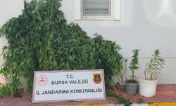 İnegöl Jandarmadan baskın   Bahçede ekili halde ele geçirildiler