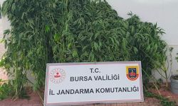 İnegöl'de evin odasında kenevir ele geçirildi