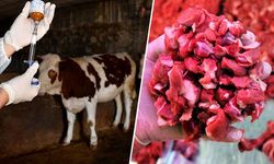 Şap hastalığı sonrası et fiyatları artacak mı? Merak edilen sorunun cevabı belli oldu