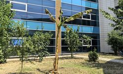 İnegöl Devlet Hastanesi bahçesinde yetişen muz ağacı görenleri şaşırttı