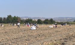 İnegöl'de tarlasındaki patatesleri ücretsiz dağıttı