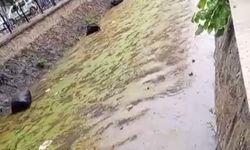 Gemlik körfezi çöplüğe döndü!
