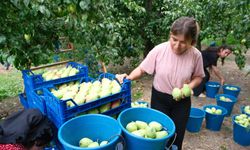 Avrupa armudu İtalya'dan değil Bursa'dan yiyor
