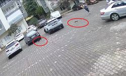 Yavru Kediler Kadını Evine Kadar “Kovaladı”