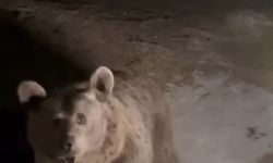 Uludağ'da ayıları görmek isteyen vatandaşlardan tehlikeli hareketler