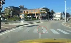 Kaplumbağa yaya geçidinden geçti, kurallara uymasıyla vatandaşlara örnek oldu!