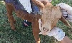 Çanakkale'de orman yangınında yanan keçi Bursa'da tedavi altına alındı