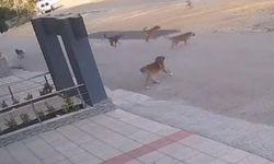Bursa’da köpek saldırısından son anda kurtuldular