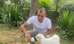 Annesiz kalan 12 günlük kuzuyu evinde evladı gibi büyütüyor