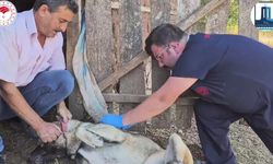 Çanakkale’de ’Sürü Köpeklerine Mikroçip Takılması ve Kimliklendirilmesi Projesi’  hayata geçti