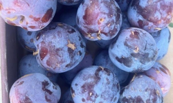 5 tanesi 1 kilo! Toptan almak için farklı şehirlerden gelen var
