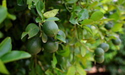 Limonda fiyatı düşürecek hasat başladı