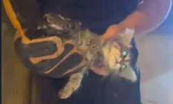 Kanalizasyonda mahsur kalan kedi böyle kurtarıldı!