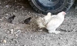 Bursa'da anne sırtında keyifli gezinti