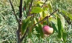 Kestane fidanı elma meyvesi verdi