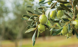 Zeytin yaprağında bulunan güçlü antioksidan ile böbrek hasarını önlemeyi hedefliyorlar