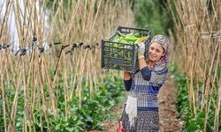 Genç Çiftçilere Bedelsiz Arazi ve Kredi Desteği Geliyor