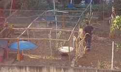 İnegöl’de köpeğe sopalı işkence kamerada