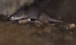 İnegöl'de görüldü İlgi odağı oldu