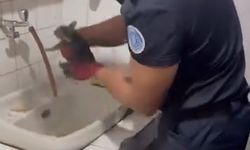 Yıldırımda yaramaz kedi, kaza kaza kendini toprağa gömdü