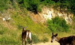 Uludağ'da kızıl geyik ailesi kameralarda