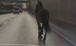 Bursa’da ana yola çıkan başıboş at trafiği birbirine kattı