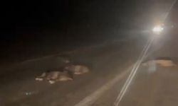 Orhaneli'de yola atlayan domuz sürüsü telef oldu