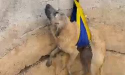 Mudanya’da Kuyuya Düşen Köpeğe İtfaiyeden Hayat Kurtaran Müdahale