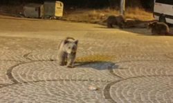 Gece Yarısı Ayı Ziyareti! Uludağ’da Nefes Kesen Anlar