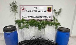 Damlama sulamalı kenevir tarlasına jandarma baskını