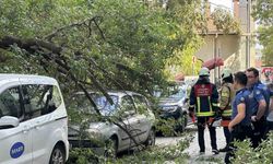Kadıköy’de ağaç dalı iki otomobilin üzerine devrildi