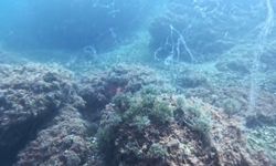Marmara Denizi’nde yeni müsilaj alarmı