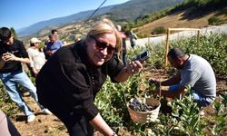 Sındırgı’da Aronya Hasat Şenliği coşkusu