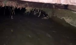 Su samurları sulama kanalında görüntülendi