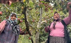 Yalova’da Dereköy elması üreticisinin yüzünü güldürdü