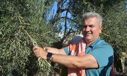 Zeytinyağında AB tescili için çabalar sürüyor