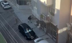 Bakan Yerlikaya'dan polis merkezine silahlı saldırı açıklaması