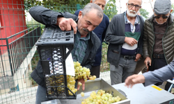 İnegöl Belediyesi’nden Çiftçiye Üzüm Hasadını Kolaylaştıran Destek