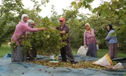’Fındık bahçelerinde çalışan işçilerde bel fıtığı vakaları artıyor’