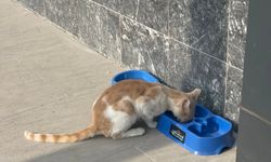 "Sevgimiz, Enerjimiz Sizinle" Projesi sokak hayvanlarına umut oldu