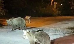 Dağcılar ayılarla burun buruna geldi