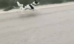 Bursa'da Sahipsiz Köpeğin Yürek Burkan Anları