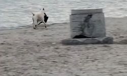 Büyükçekmece’de kapkaççı köpek kameraya yansıdı