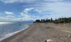 Çanakkale’de sahile ölü caretta carettalar vurdu